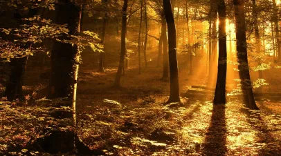 The woods