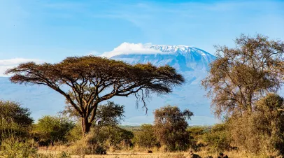 Plain acacias of the Horn of Africa